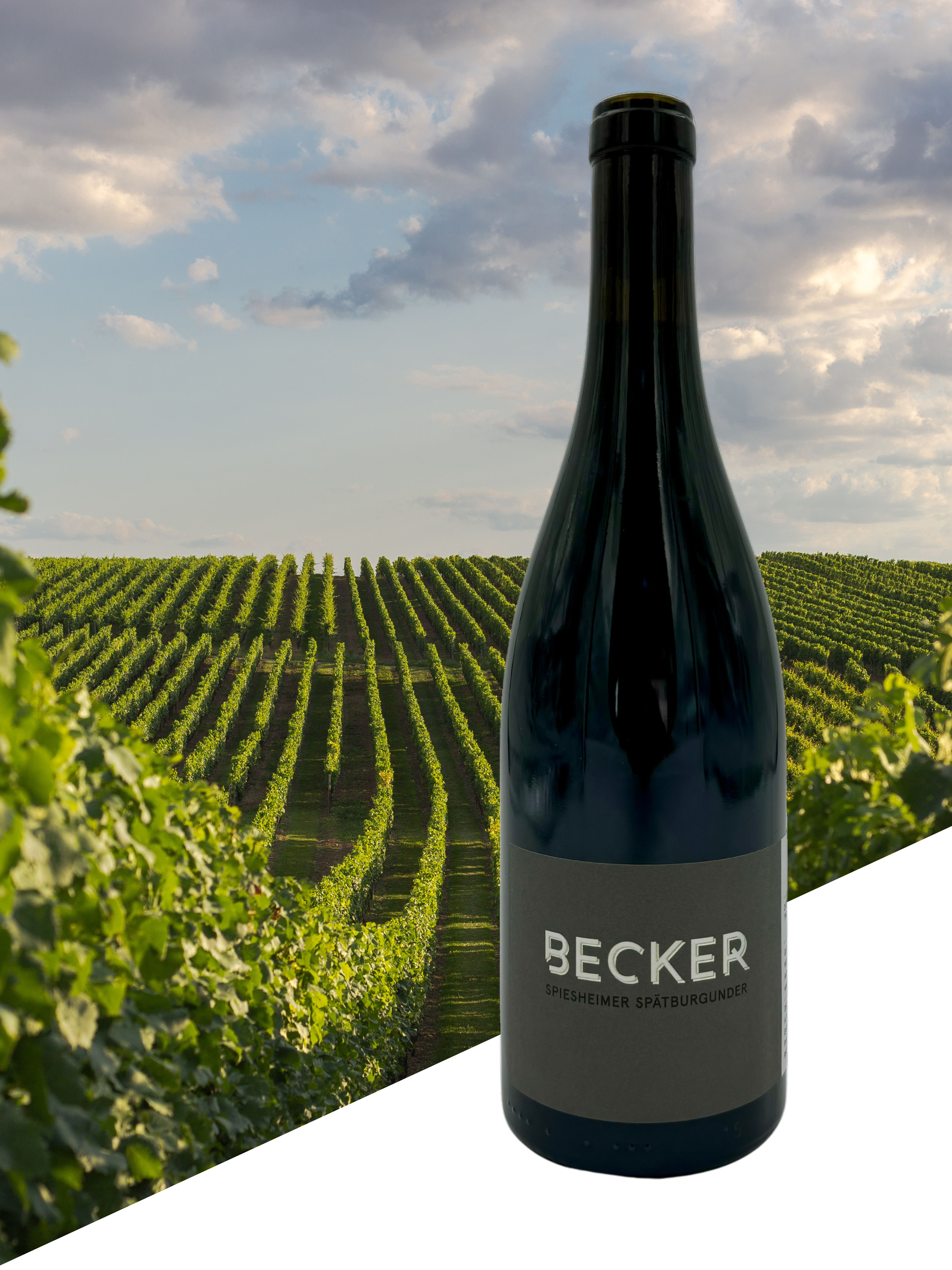 Spiesheimer Spätburgunder Ortswein trocken - Weingut Becker